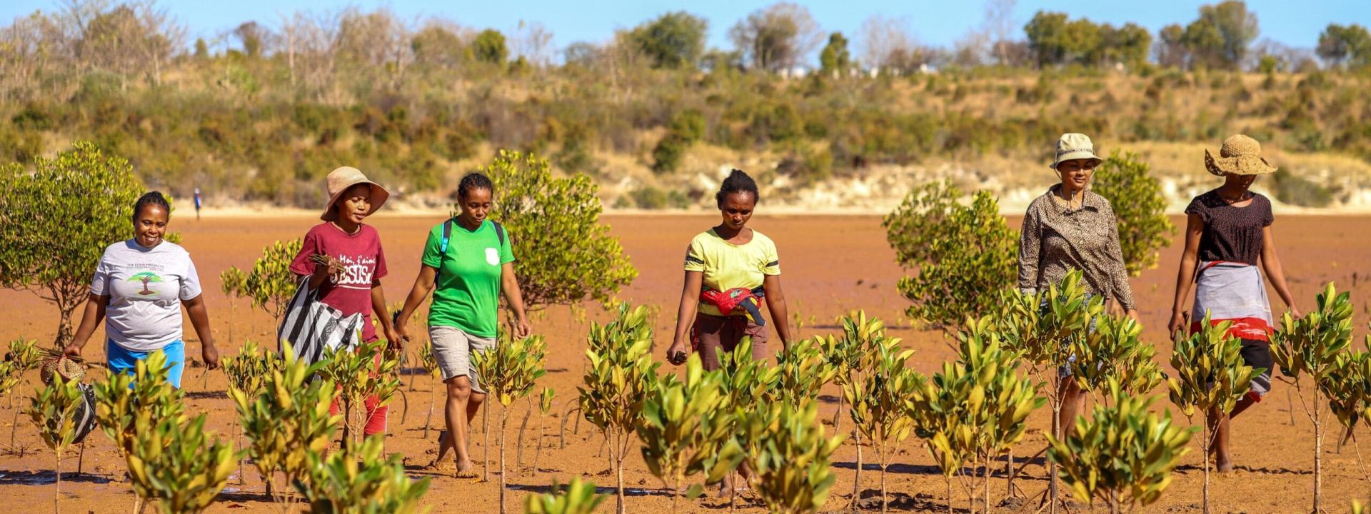 Bomen Madagaskar